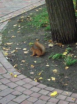Un scoiattolo nel parco - Guida a Mosca
