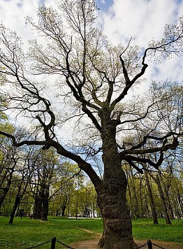 La quercia di 300-600 anni di età - Guida a Mosca