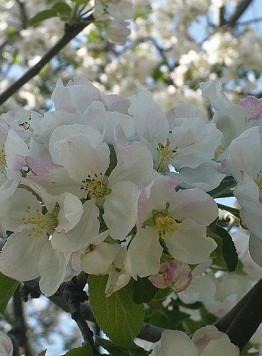 Di primavera qui si fioriscono numerosi meli riferirendo al parco di Kolomenskoe  un atmosfera  paradisiaco - Guida a Mosca